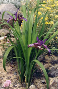 Iris graminea